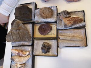 IMG 20221124 110950 300x225